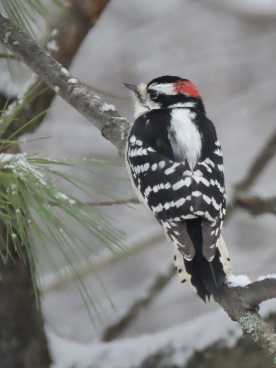 Пушистый дятел - ML646919545