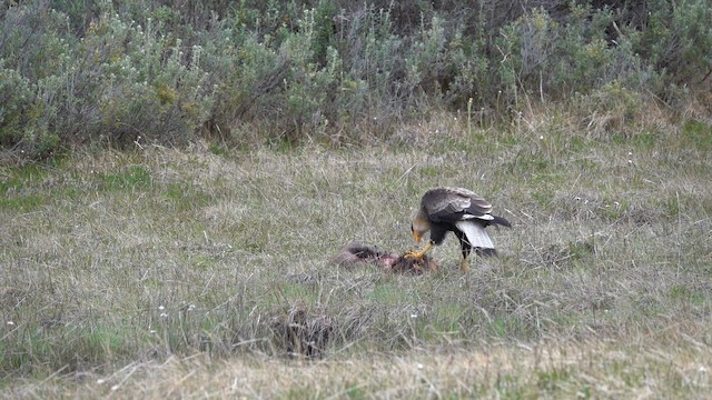 Crested Caracara - ML646919548