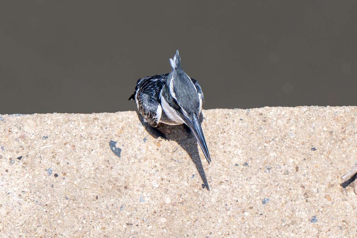 Pied Kingfisher - ML646919549