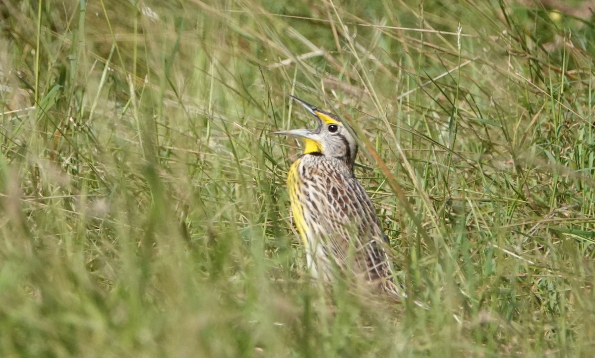 Eastern Meadowlark (Cuban) - ML646919550