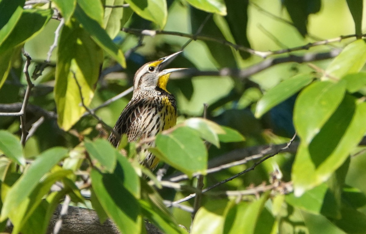 Большой луговой трупиал (hippocrepis) - ML646919551