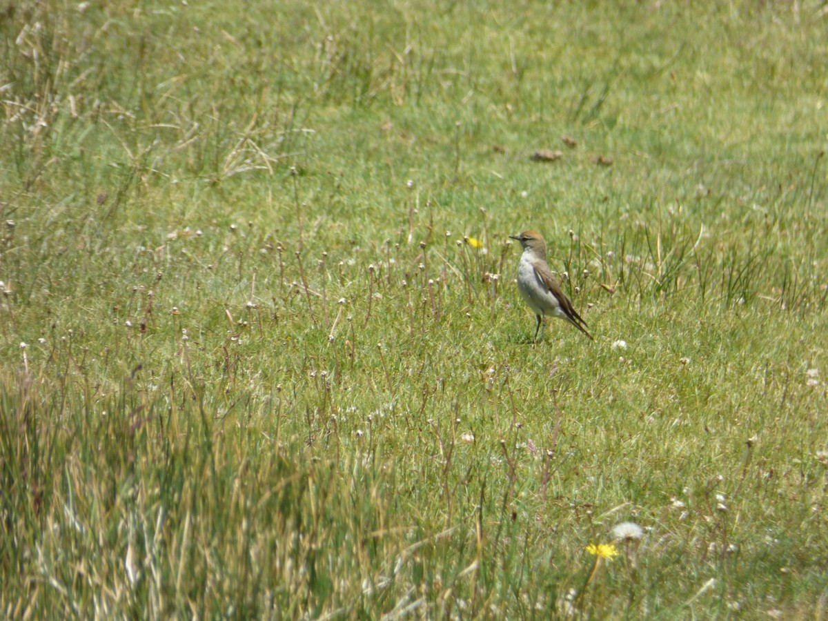 Белобровая дормилона - ML646919553