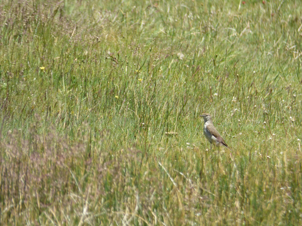 Белобровая дормилона - ML646919554