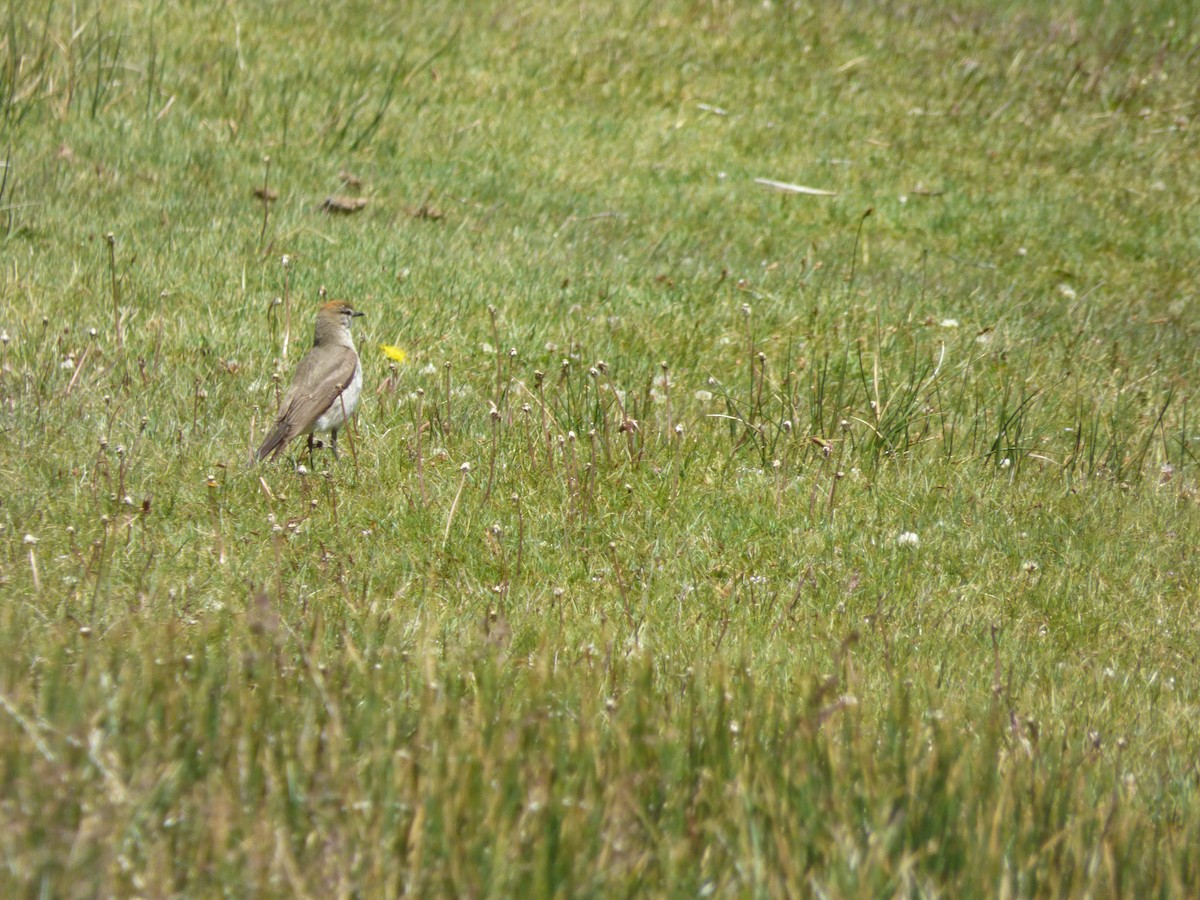 Белобровая дормилона - ML646919555