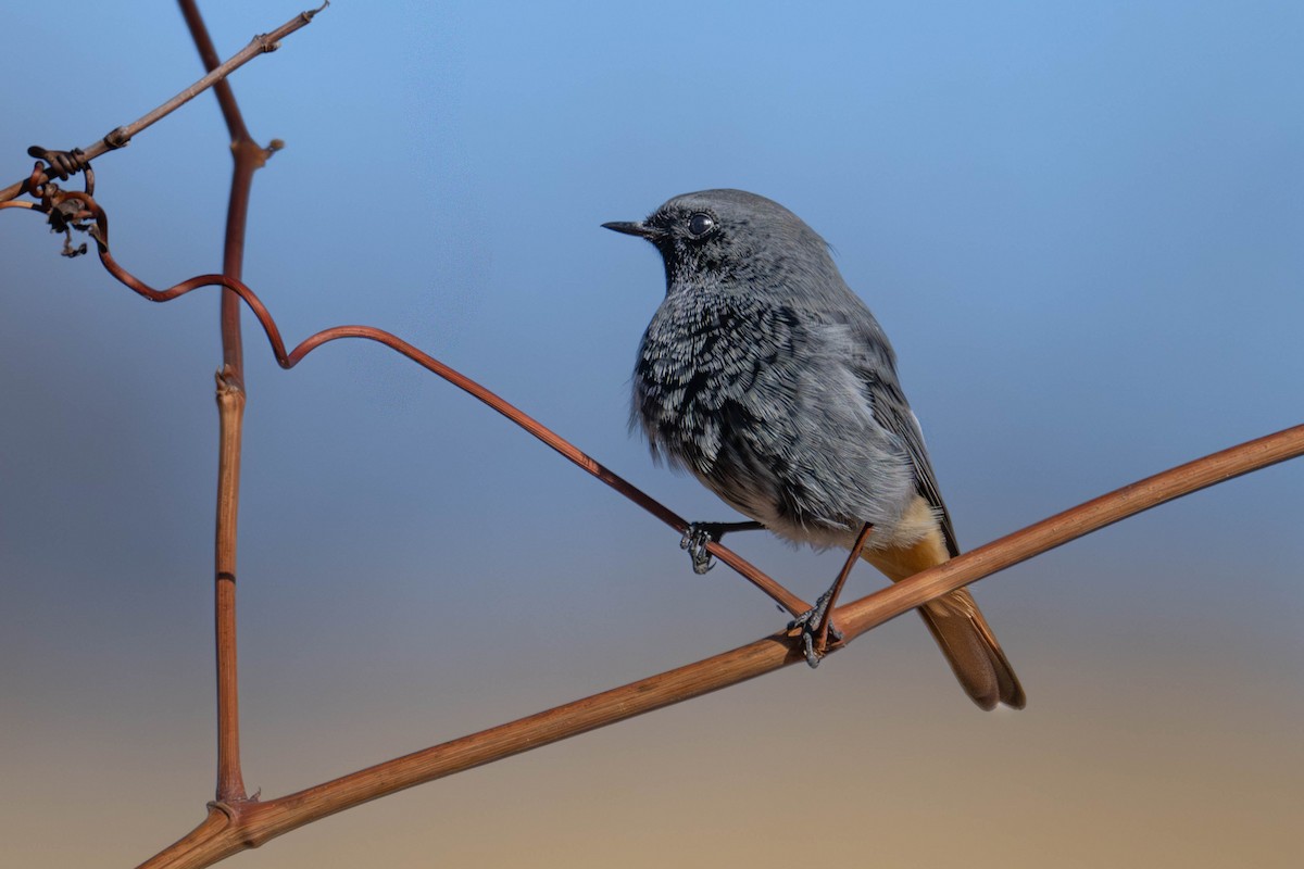 Черная горихвостка - ML646919556