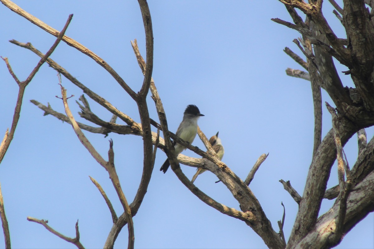 White-naped Xenopsaris - ML646919557
