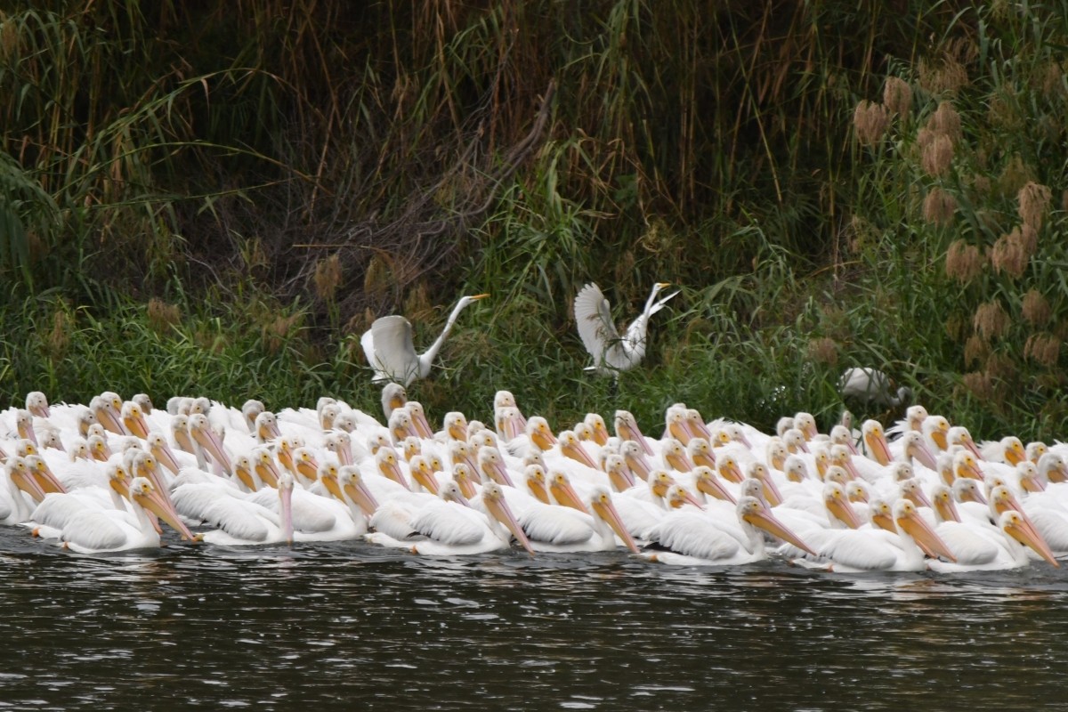 amerikapelikan - ML646919558