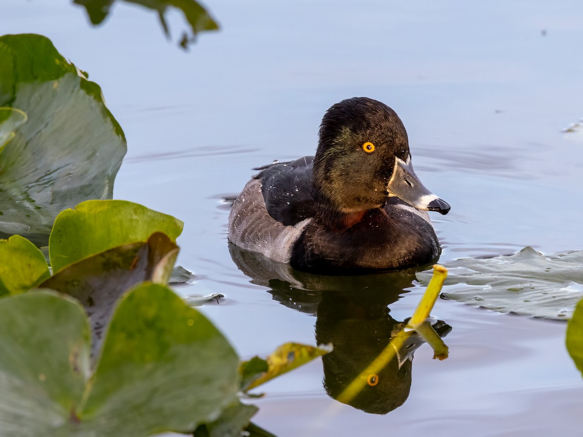 環頸潛鴨 - ML646919559