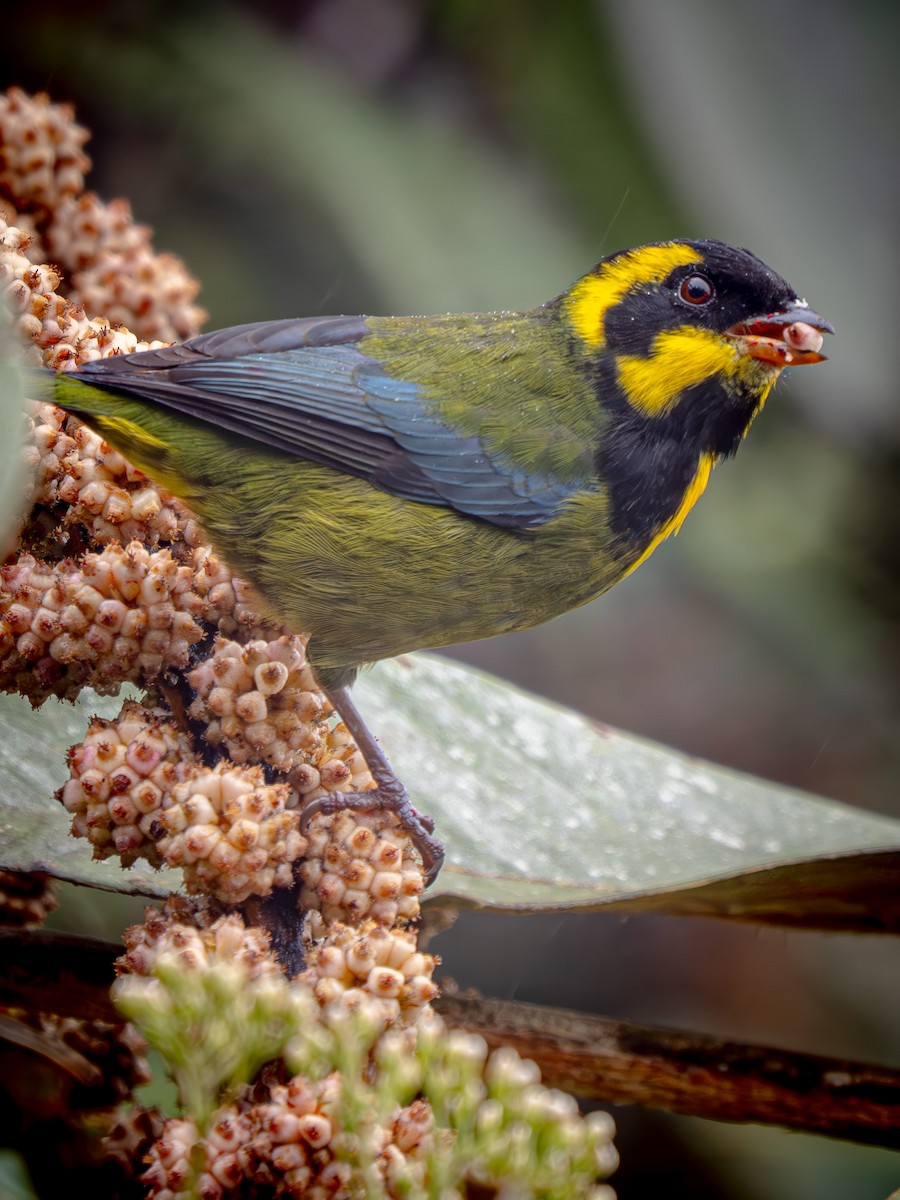 Арлекиновая танагра - ML646919560