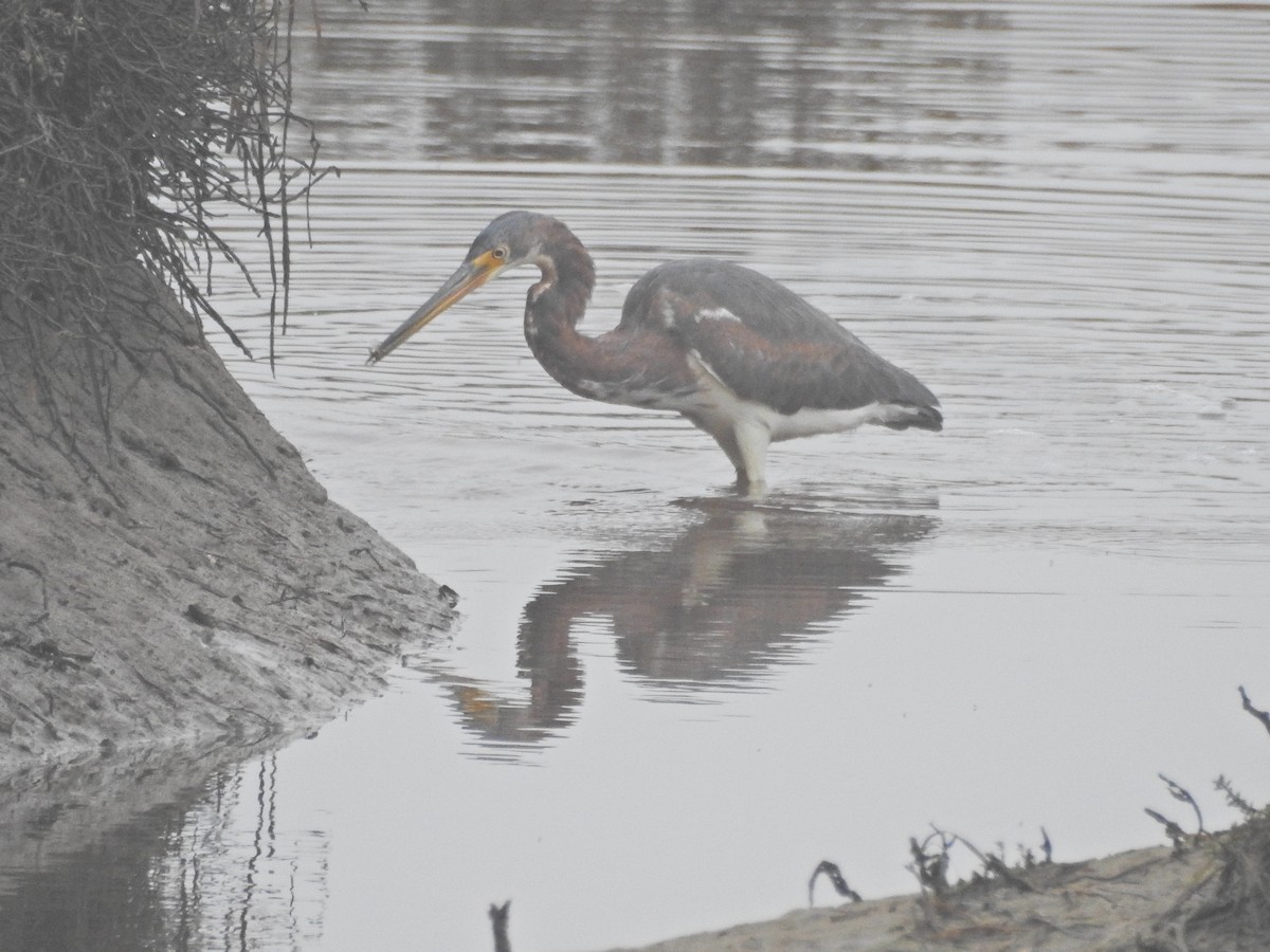 Трёхцветная цапля - ML646919561