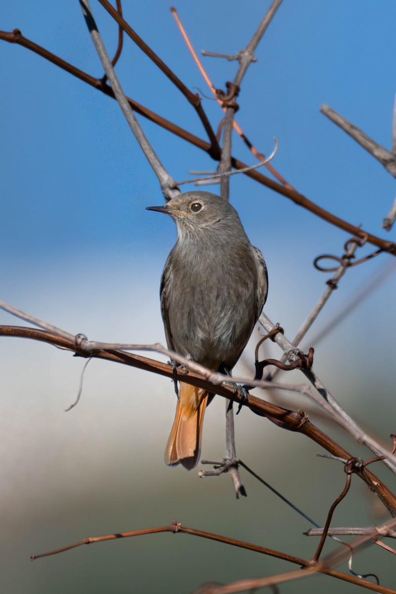 Черная горихвостка - ML646919562