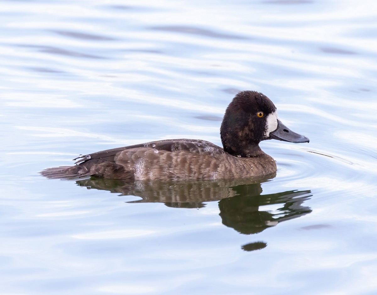 小斑背潛鴨 - ML646919563