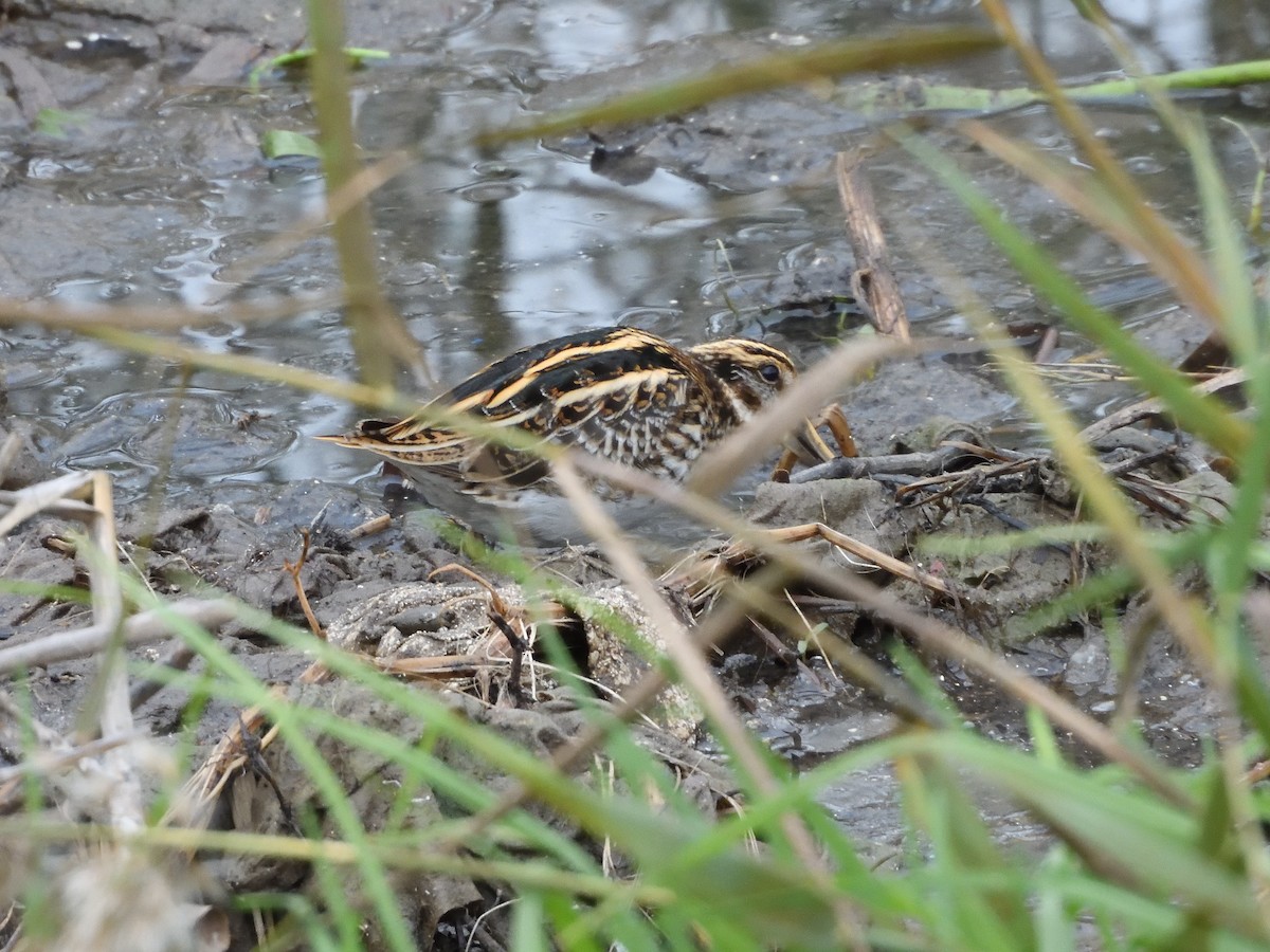 コシギ - ML646919564