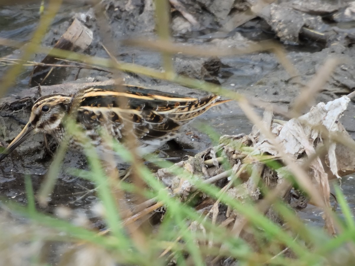 コシギ - ML646919565