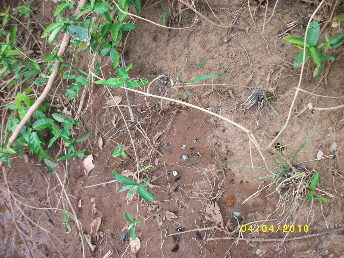 Animals - ML646919566