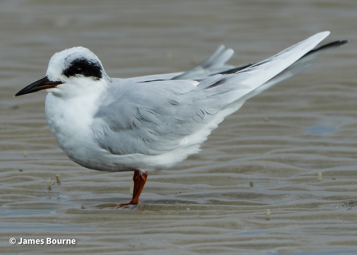 Черноухая крачка - ML646919567
