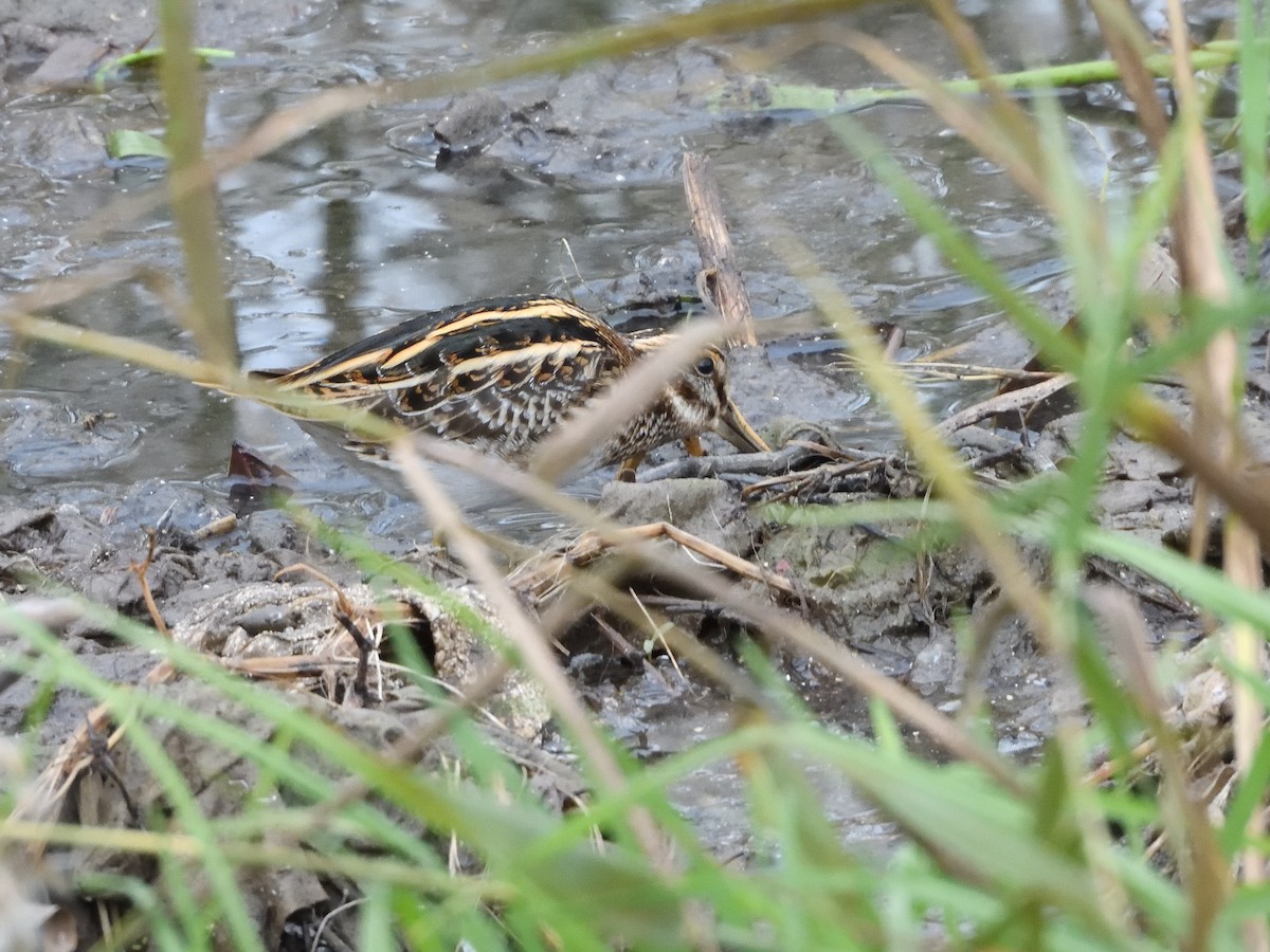 コシギ - ML646919568