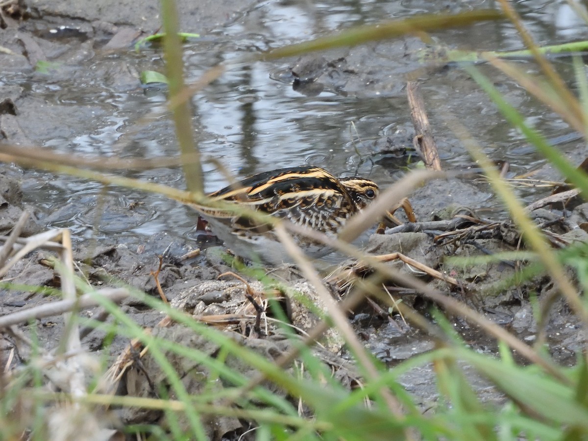 コシギ - ML646919569