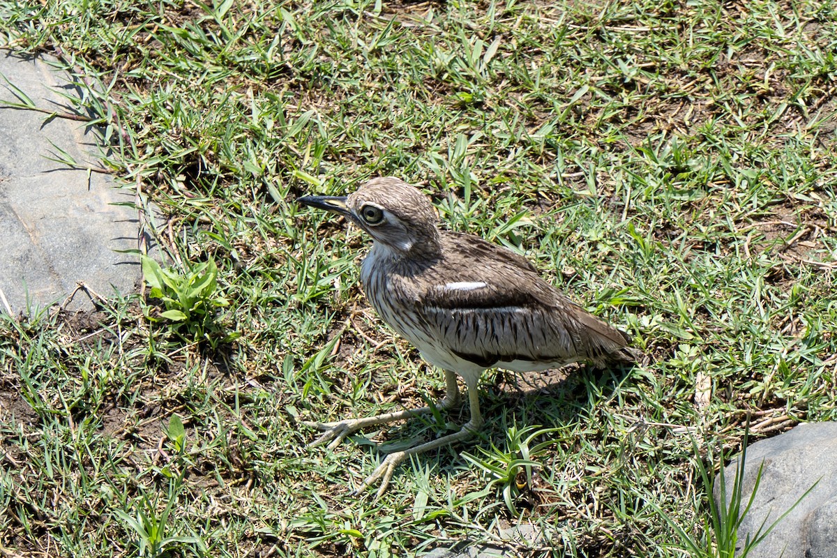 Water Thick-knee - ML646919570