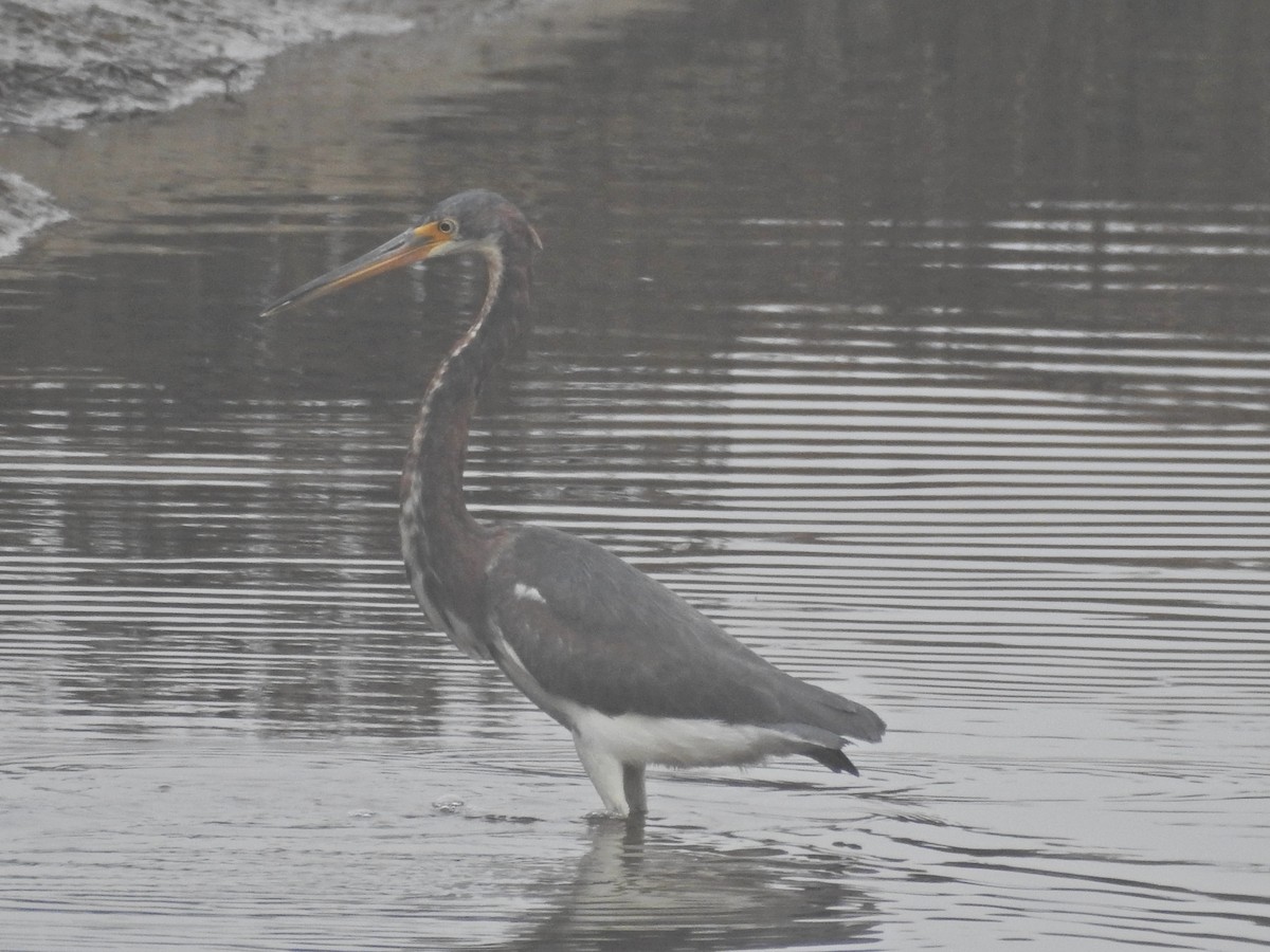 Трёхцветная цапля - ML646919571