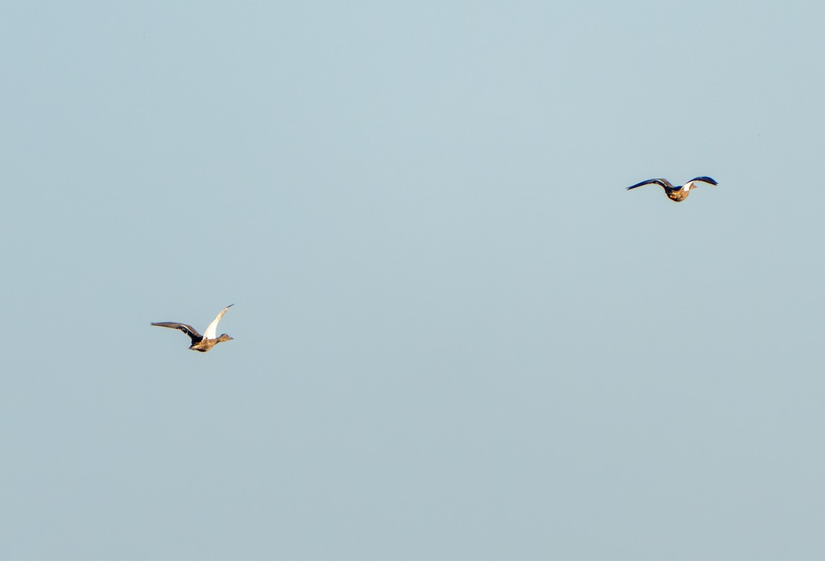 Кряква - ML646919572