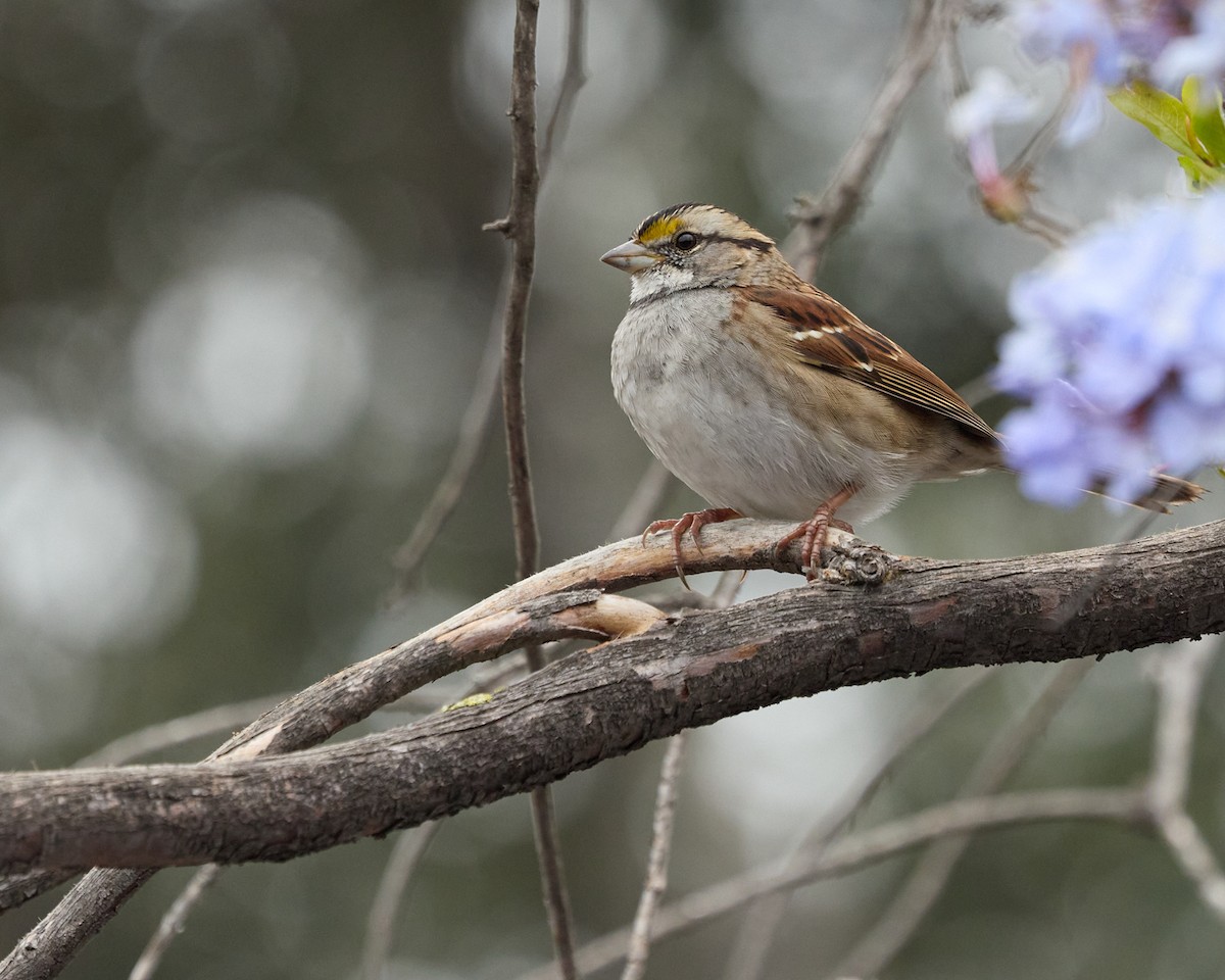 Белогорлая зонотрихия - ML646919574
