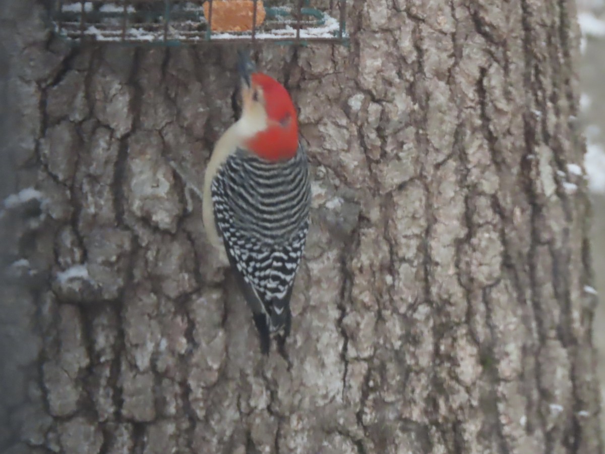 Каролинский дятел - ML646919575