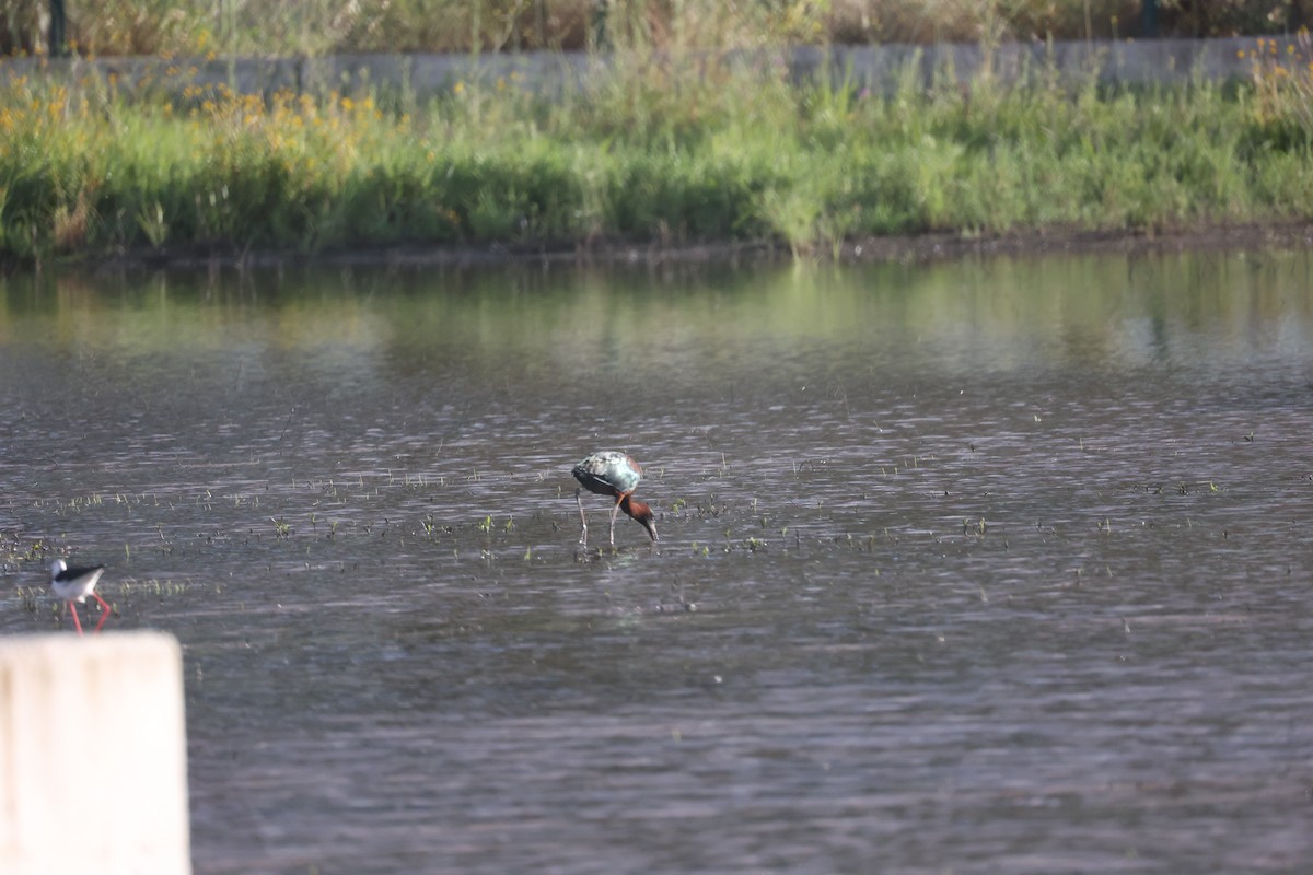 ブロンズトキ - ML646919576