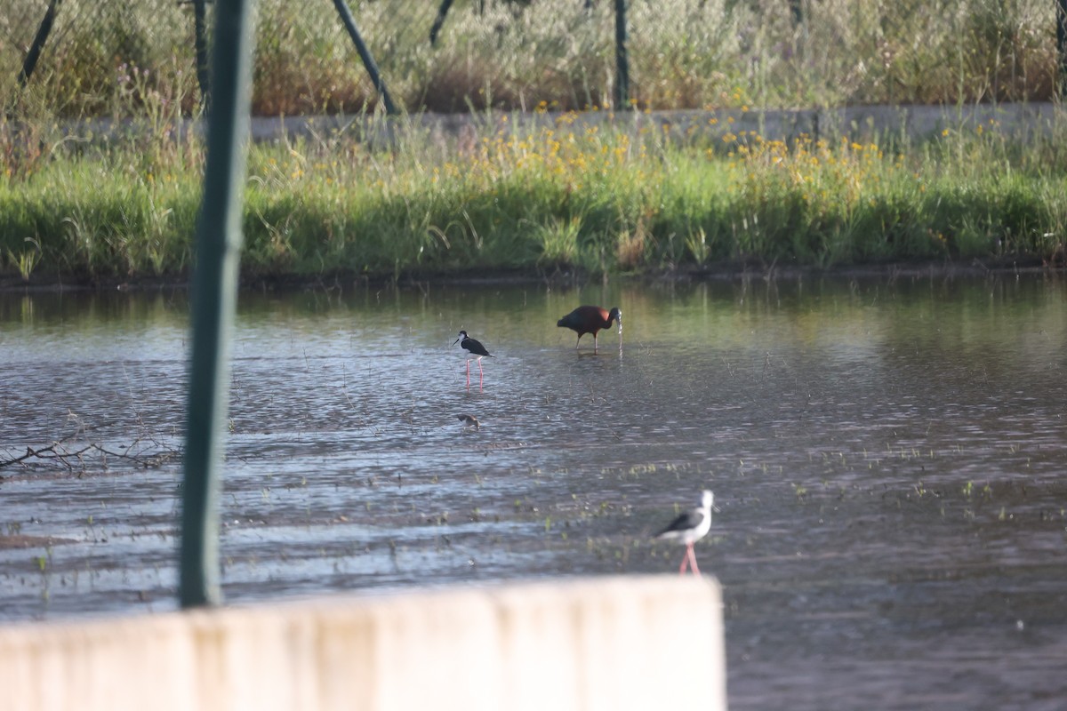 ブロンズトキ - ML646919577