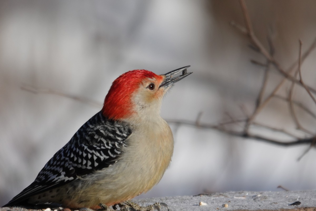 Каролинский дятел - ML646919578