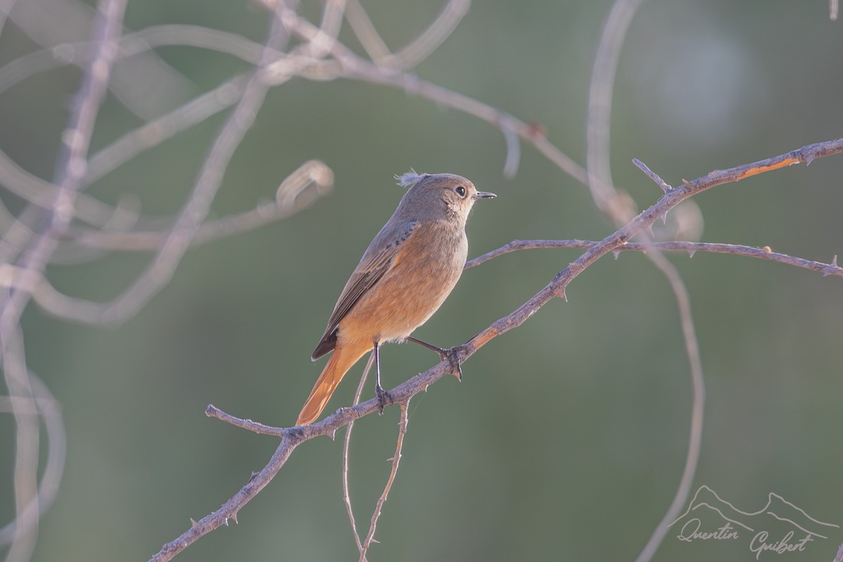 Обыкновенная горихвостка - ML646919579