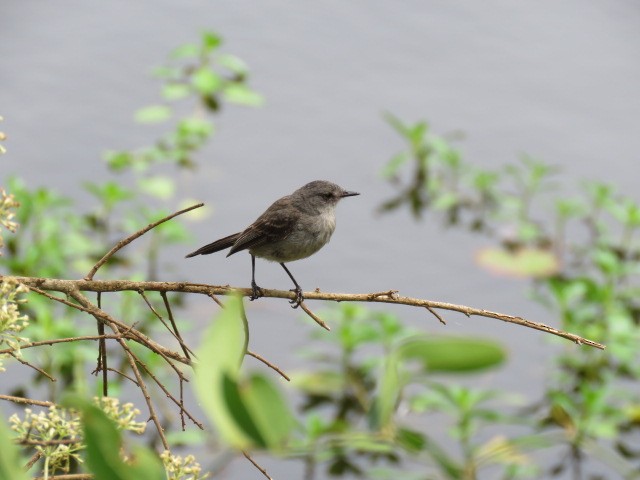 Sooty Tyrannulet - ML646919580