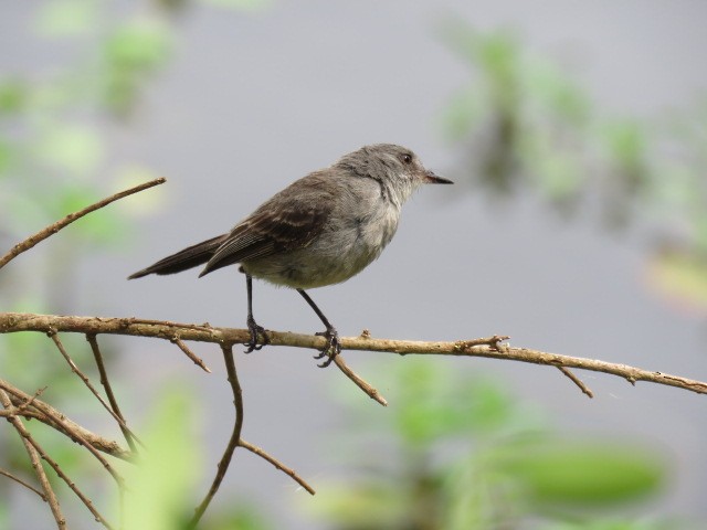 Sooty Tyrannulet - ML646919582