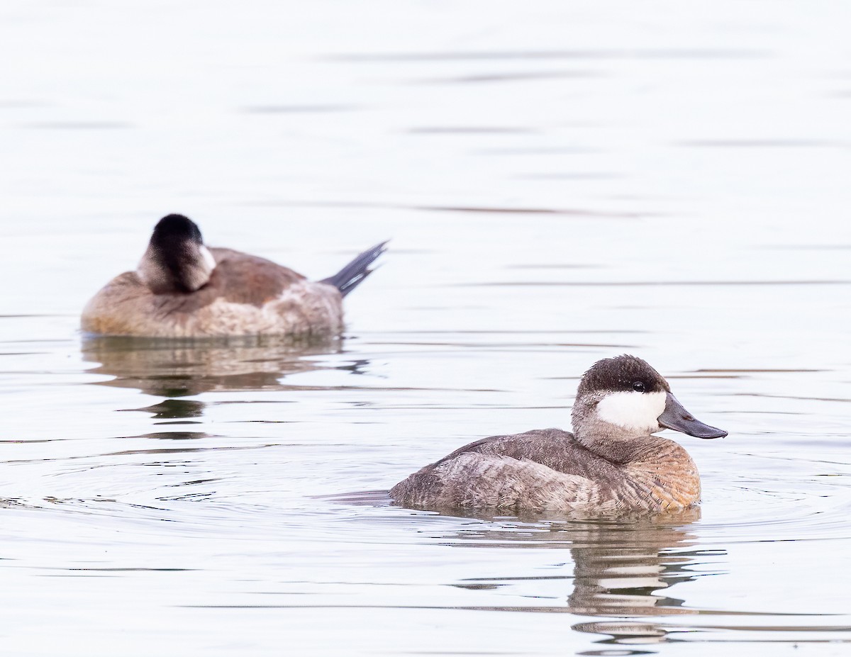 Американская савка - ML646919583