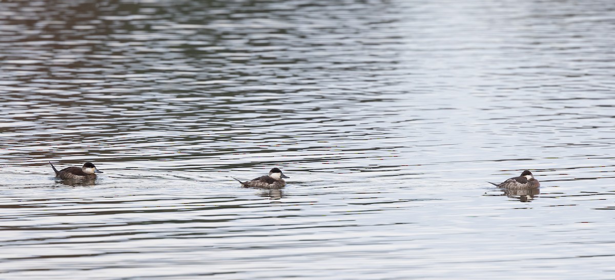 Американская савка - ML646919584