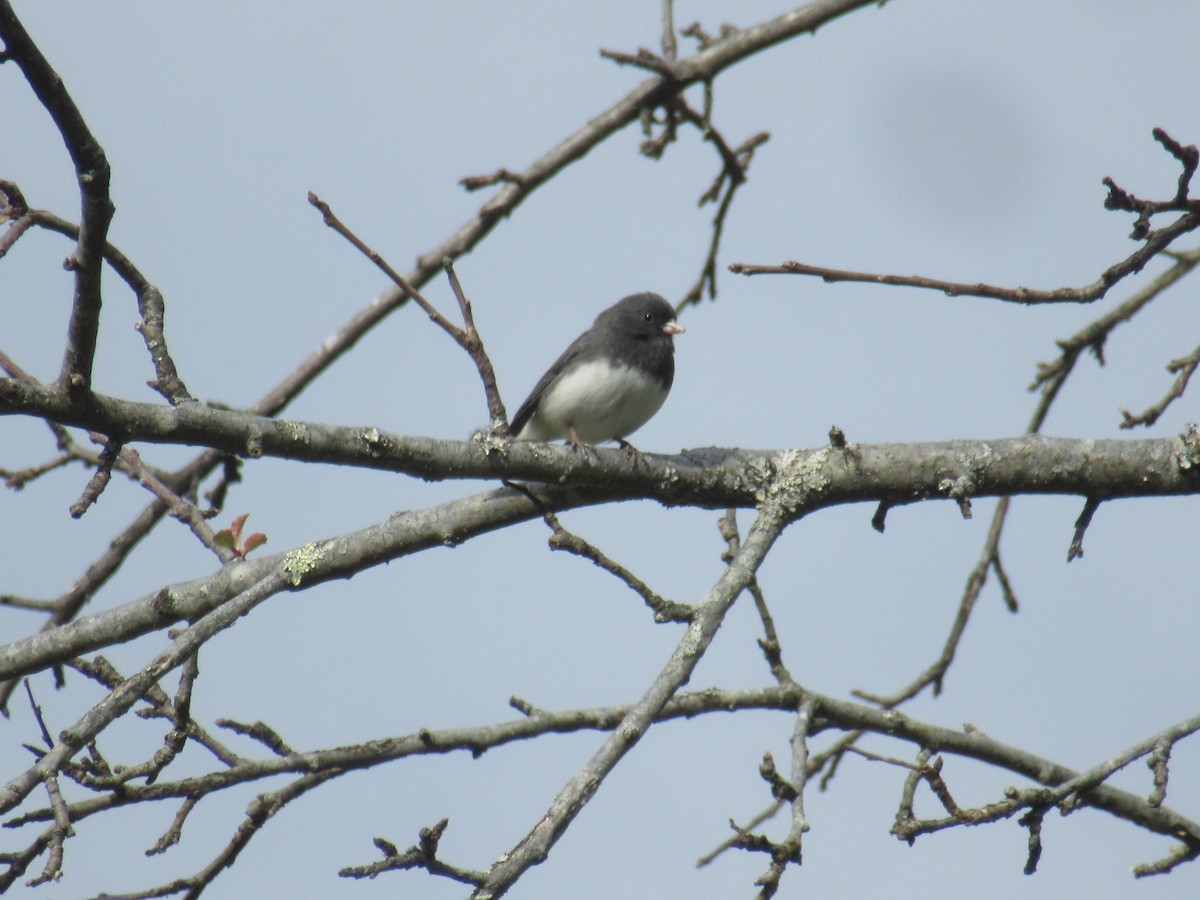 Dark-eyed Junco - ML646919585