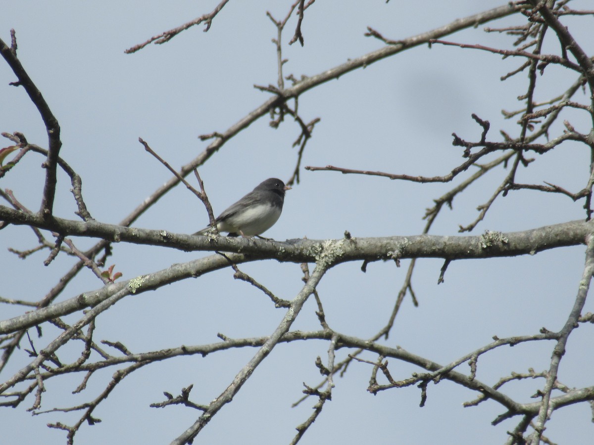 Dark-eyed Junco - ML646919586