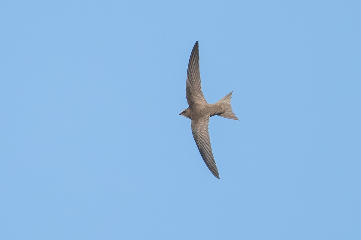 gråseiler - ML646919587