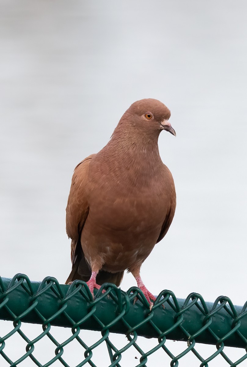 野鴿(野化) - ML646919589