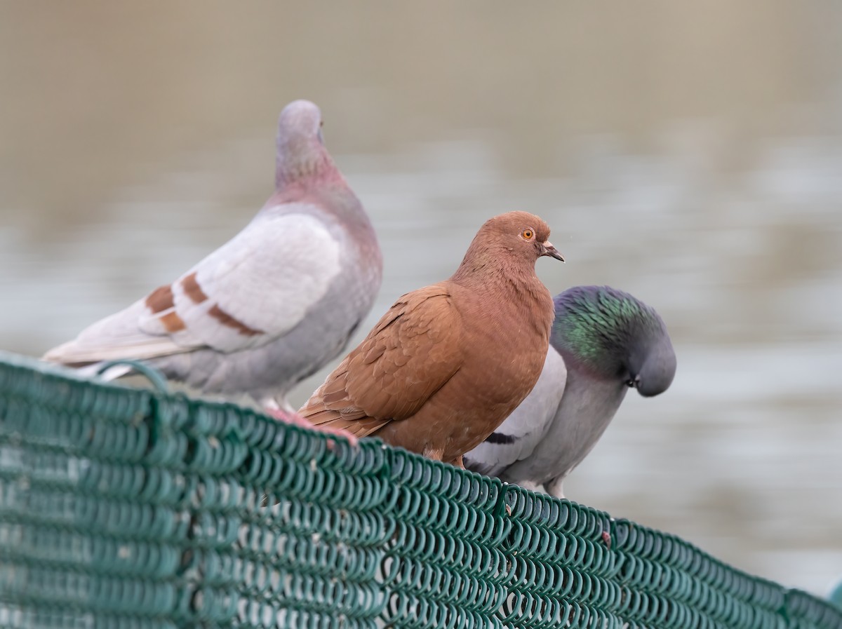 野鴿(野化) - ML646919590