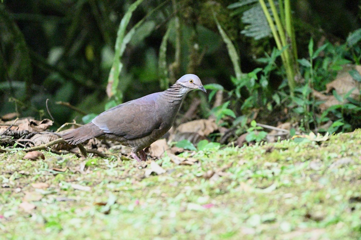White-throated Quail-Dove - ML646919593