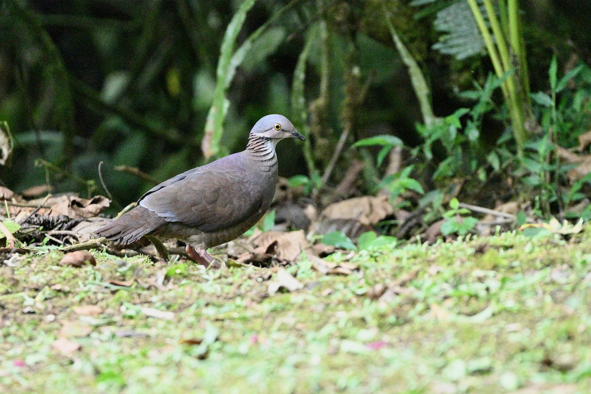 White-throated Quail-Dove - ML646919595