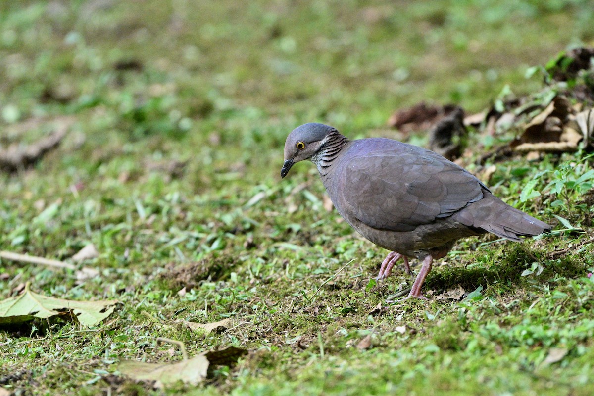 White-throated Quail-Dove - ML646919596