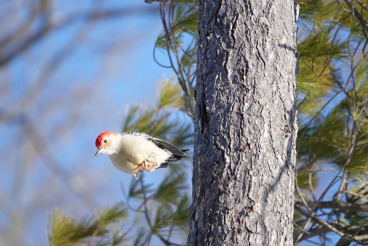 Red-bellied Woodpecker - ML646919598