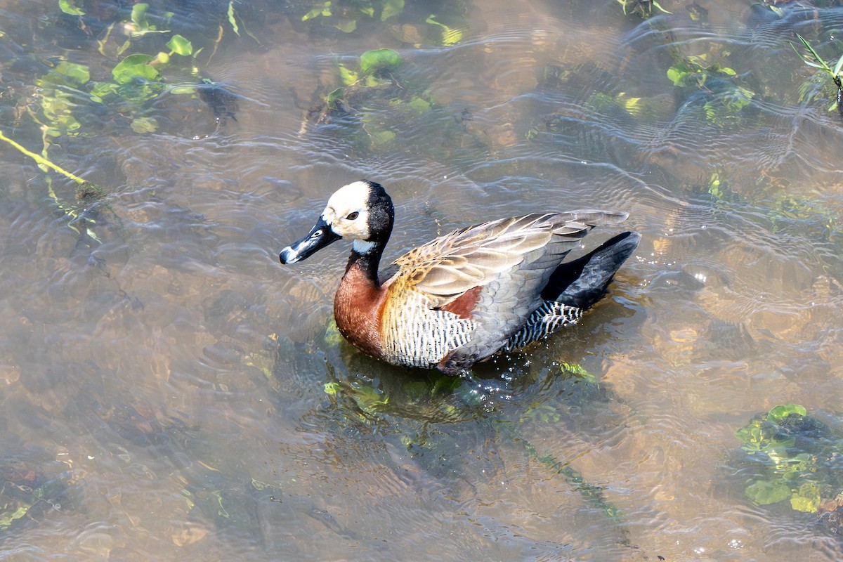 White-faced Whistling-Duck - ML646919599