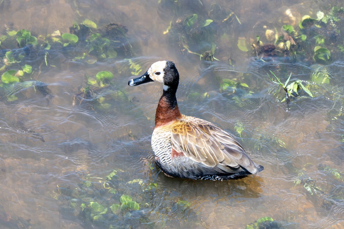 White-faced Whistling-Duck - ML646919600