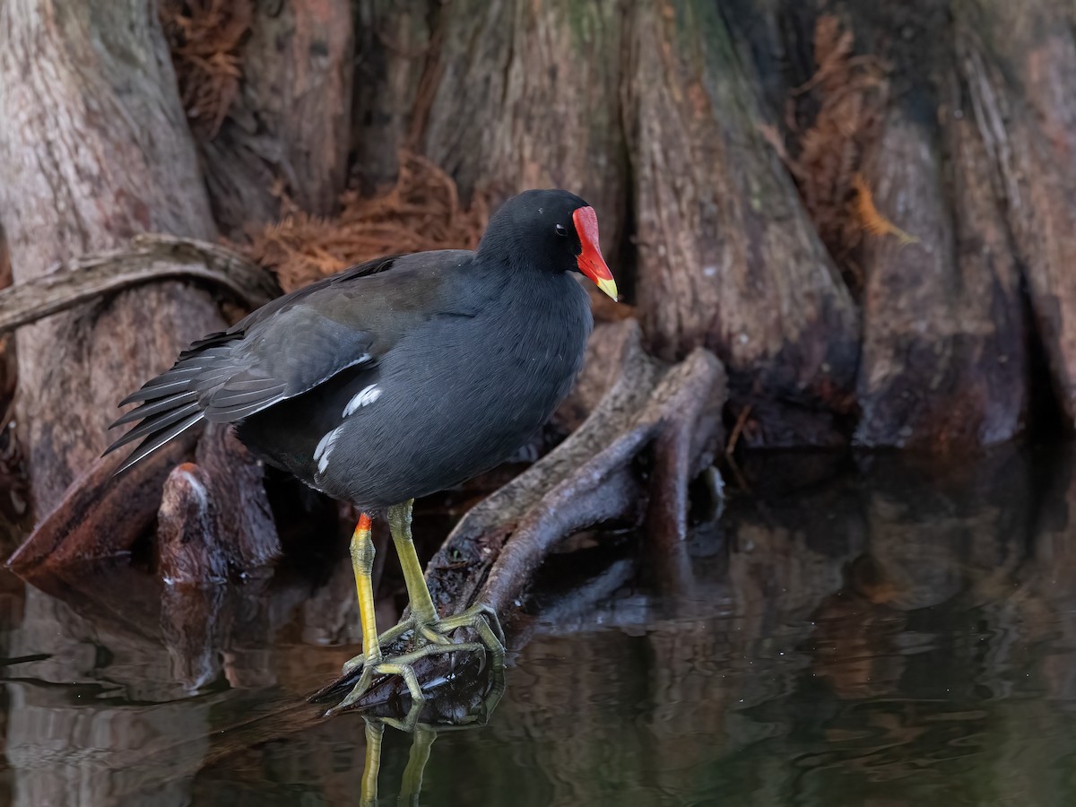 Gallinule d'Amérique - ML646919601