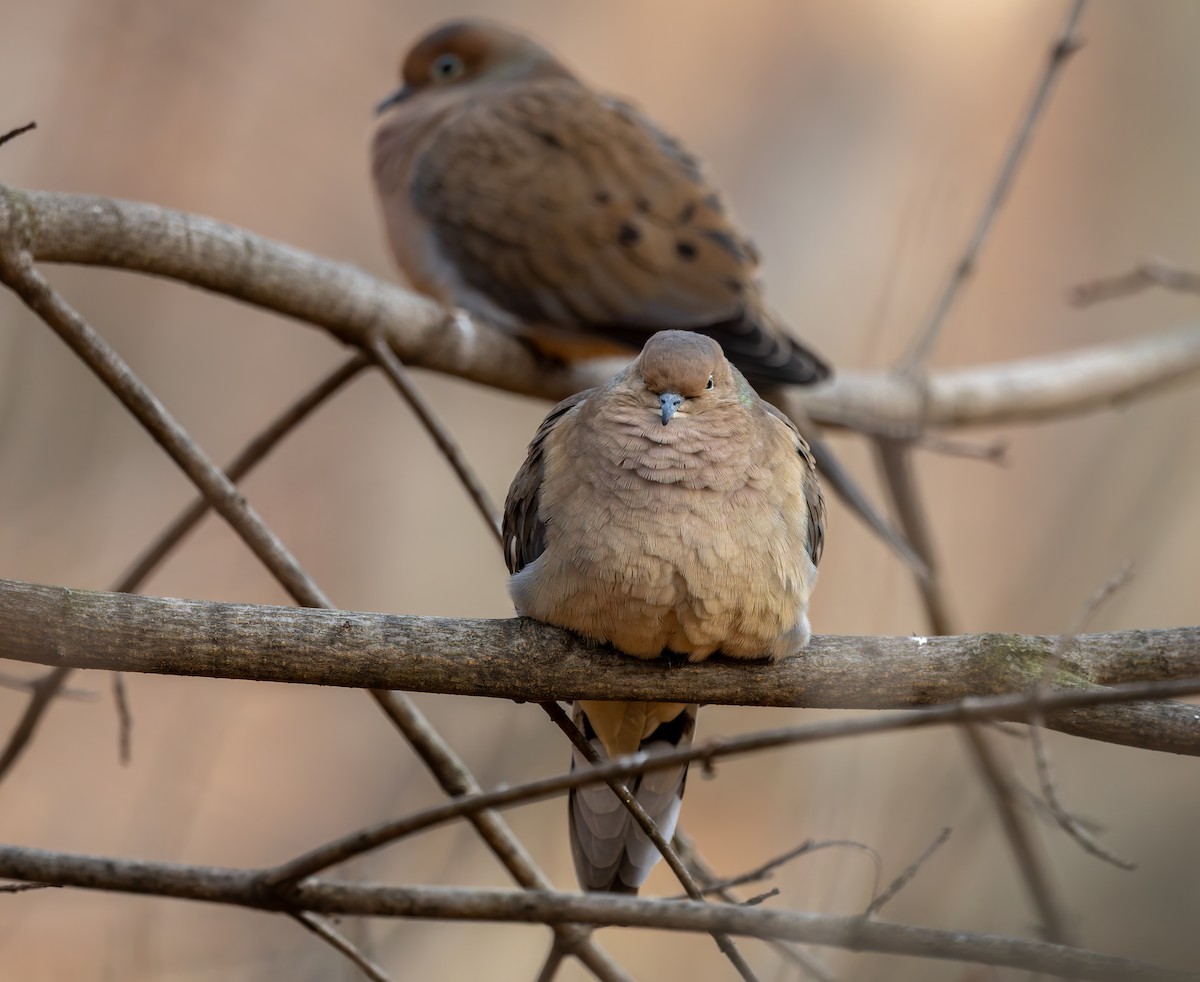 hrdlička karolínská - ML646919602