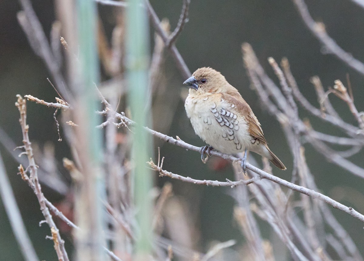 Scaly-breasted Munia - ML646919603