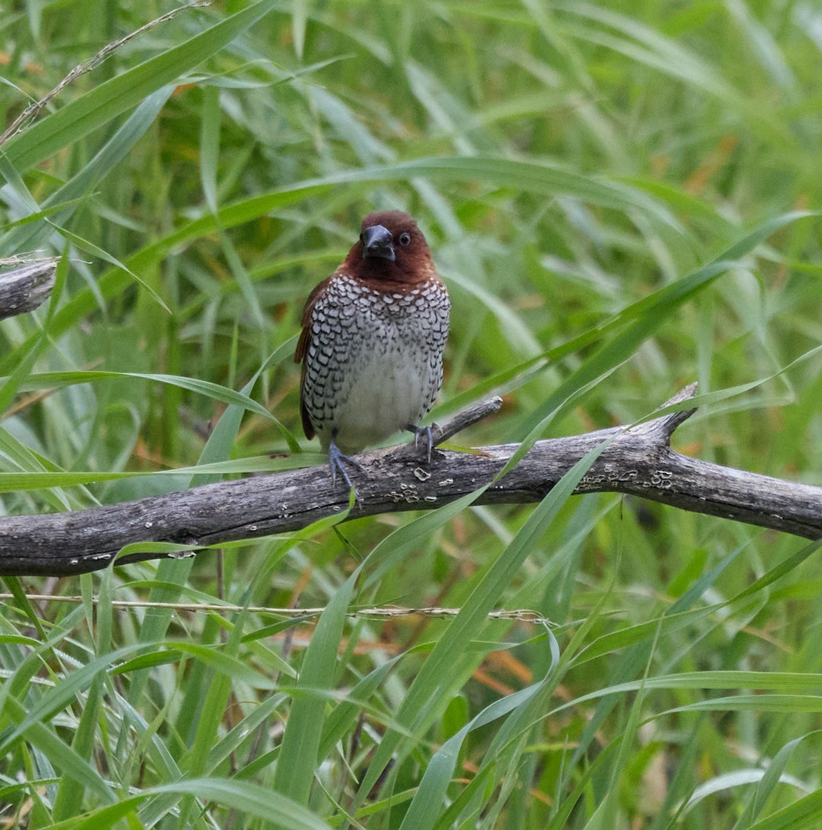 Scaly-breasted Munia - ML646919604